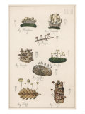 Mushrooms Giclee Print