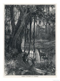 Deer and Its Young Gaze Dubiously at Us as We Gaze into the Swampy Forest Scenery of Florida Giclee Print