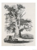 The Oak Near Shelton Giclee Print The Oak Near Shelton Giclee Print