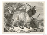 The Cashmere or Down Goat Giclee Print