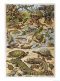 An Amazing Illustration Covering the Whole Range of Reptilian Species from Snakes to Newts reproduction procédé giclée