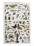 Arthropods Including a Wide Variety of Insects Reproduction procédé giclée