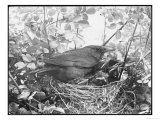 Blackbird Sits in Her Nest with Her Brood of Fledglings reproduction procédé giclée