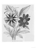 Single Dahlias with Stellate Character Giclee Print
