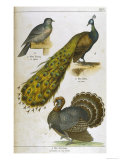 Pigeon Peacock Turkey Reproduction procédé giclée