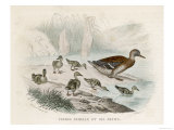 Female Mallard and Her Young Giclee Print Female Mallard and Her Young Giclee Print