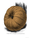 Long Yellow Pumpkin Giclee Print
