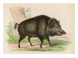 Wild Boar Stampa giclée Wild Boar Stampa giclée
