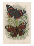 Red Admiral and Peacock Butterflies Giclee Print Red Admiral and Peacock Butterflies Giclee Print