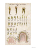 The Teeth of Adults and Children Giclee Print