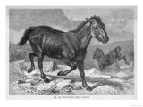 The Native Horse of Tartary Giclee Print