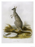 Macropus Parryi Giclee Print by Zeiter 