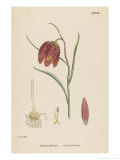 Common Fritillary Giclee Print by John Edward Sowerby