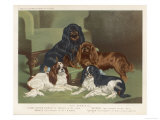 Four King Charles Spaniels One of Each Colour: 1. Blenheim 2. Black and Tan 3. Ruby 4. Tricolour Giclee Print