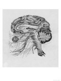 Side View of the Brain Lámina giclée