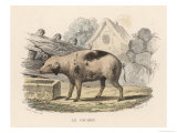 French Pig Stampa giclée di Thibault French Pig Stampa giclée di Thibault