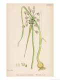 Var. Complanatum Field Garlic Giclee Print by John Edward Sowerby