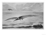 Giant Pterodactyl the Pteranodon with a Wing-Spread of Some 6 Metres from the Cretaceous Period reproduction procédé giclée