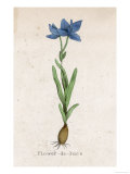 Var. Florentina Flower-De-Luce Fleur-De-Lys or Orris Giclee Print Var. Florentina Flower-De-Luce Fleur-De-Lys or Orris Giclee Print