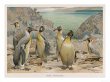 Colony of King Penguins Giclee Print