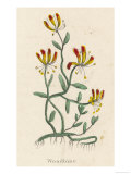 Woodbine or Common Honeysuckle Lámina giclée Woodbine or Common Honeysuckle Lámina giclée