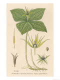 French: Parisette a Quatre Feuilles Giclee Print