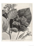 Flower and Leaves of the Quinine Plant Giclee Print by A. Tissandier