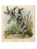 Snake, Trigonocephalus Giclee Print