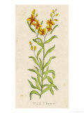 Also Known as Cheiranthus Ch. Wall Flower Lámina giclée Also Known as Cheiranthus Ch. Wall Flower Lámina giclée
