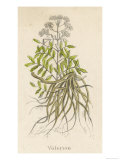 Common Valerian or Garden Heliotrope Reproduction procédé giclée