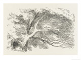 Alice and the Cheshire Cat the Cheshire Cat Fades Away Giclee Print by John Tenniel