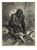 Gorilla (Troglodytes Gorilla) in the Jungle Giclee Print by Specht 