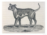 An Early Engraving of a Bulldog Giclee Print
