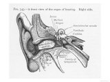 Ear Diagram of the Front View of the Ear reproduction procédé giclée