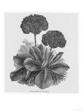 Double Headed Auricula Purpurea Giclee Print Double Headed Auricula Purpurea Giclee Print