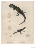 Pink-Bellied Leaf Lizard and Another Smaller Lizard Type Labelled as Trachycyclus Marmoratus reproduction procédé giclée par Victor 
