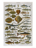 An Assortment of Fish reproduction procédé giclée