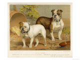 Two Bulldogs One White the Other Brindle and White Giclee Print