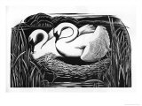 Two Swans Lámina giclée por Clifford Webb Two Swans Lámina giclée por Clifford Webb