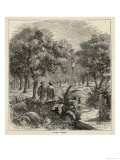 An Orange Orchard in Florida Giclee Print