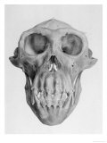 Skull of an Ape Giclée-Druck