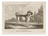 Standing Pug Giclee Print