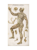 Physiological Diagram of the Muscles Joints and Animal Mechanics of the Human Body reproduction procédé giclée