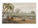 Pigsticking in India Giclee Print by Captain Thomas