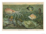 Mixture of Fish Octopus Crabs Sea Horses and Shellfish on the Sea Bed reproduction procédé giclée