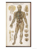 Physiological Diagram of the Organs of Circulation reproduction procédé giclée