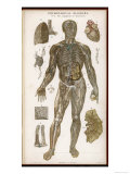 Physiological Diagram of the Lymphatic System, Giclee Print