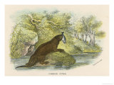 Common Otter with a Fish in Its Mouth reproduction procédé giclée