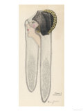 Felt Hat by Jeanne Lanvin Giclee Print