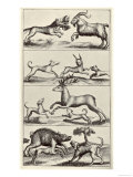 Selection of Early Hunting Dogs and Their Prey Giclee Print